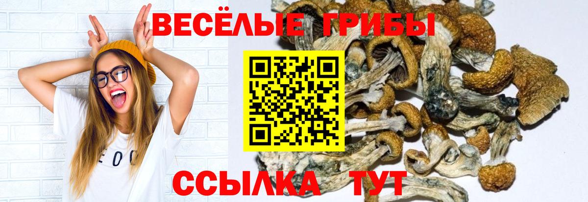 Псилоцибиновые грибы Cubensis  Галлюциногенные грибы мицелий  Юрга  Вход с VPN 